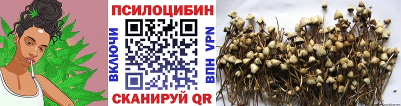 Псилоцибиновые грибы Psilocybe  Нестеров 